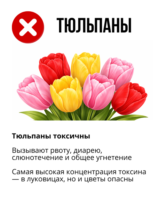 Тюльпаны токсичны для кошек и собак