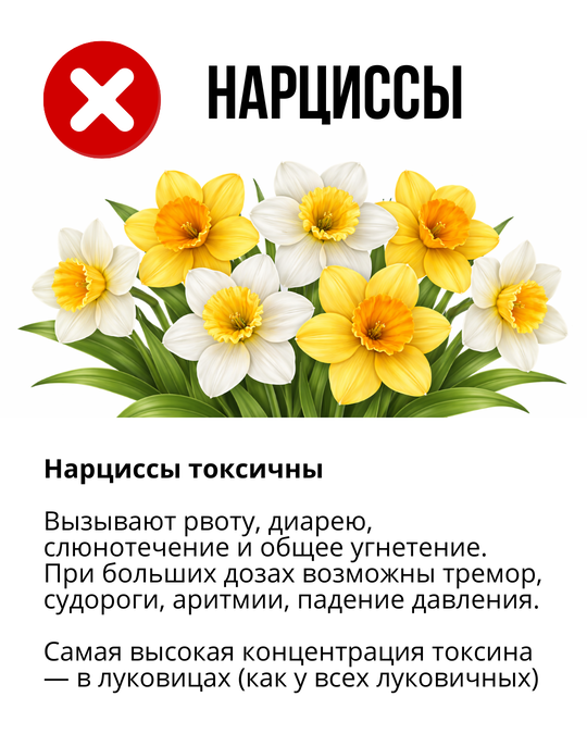 Нарциссы опасны для питомцев