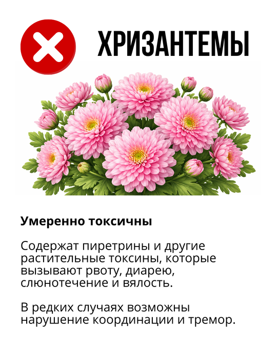Хризантемы могут вызвать отравление у питомцев