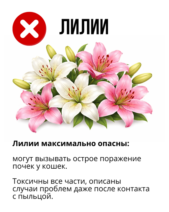 Лилии опасны для кошек