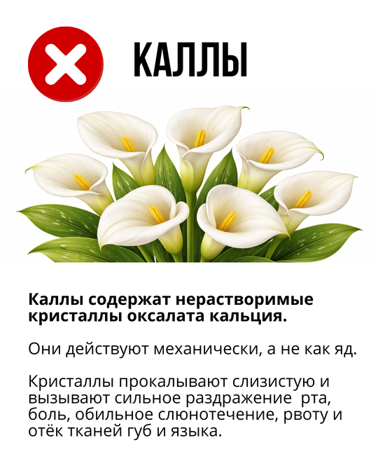 Каллы раздражают слизистую у кошек и собак