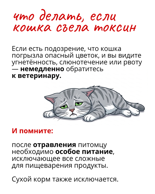 Список цветов для владельцев кошек и собак