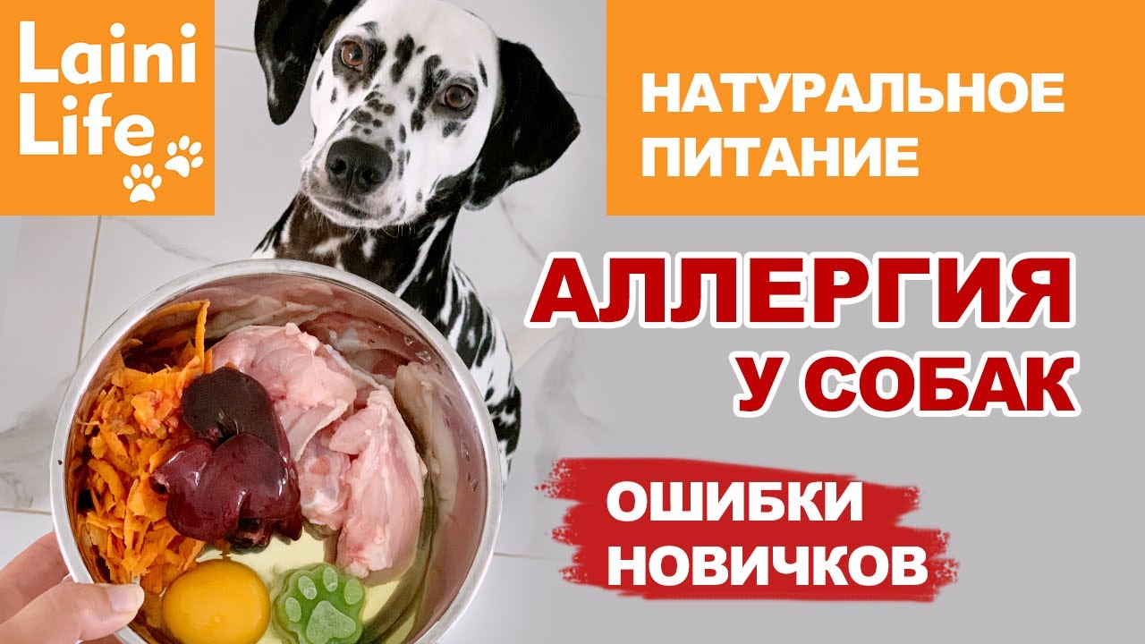 Аллергия у собак. Это ВАЖНО знать