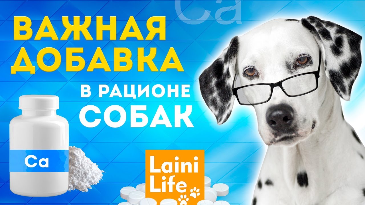 Кальций в рационе собак нужно ли давать?