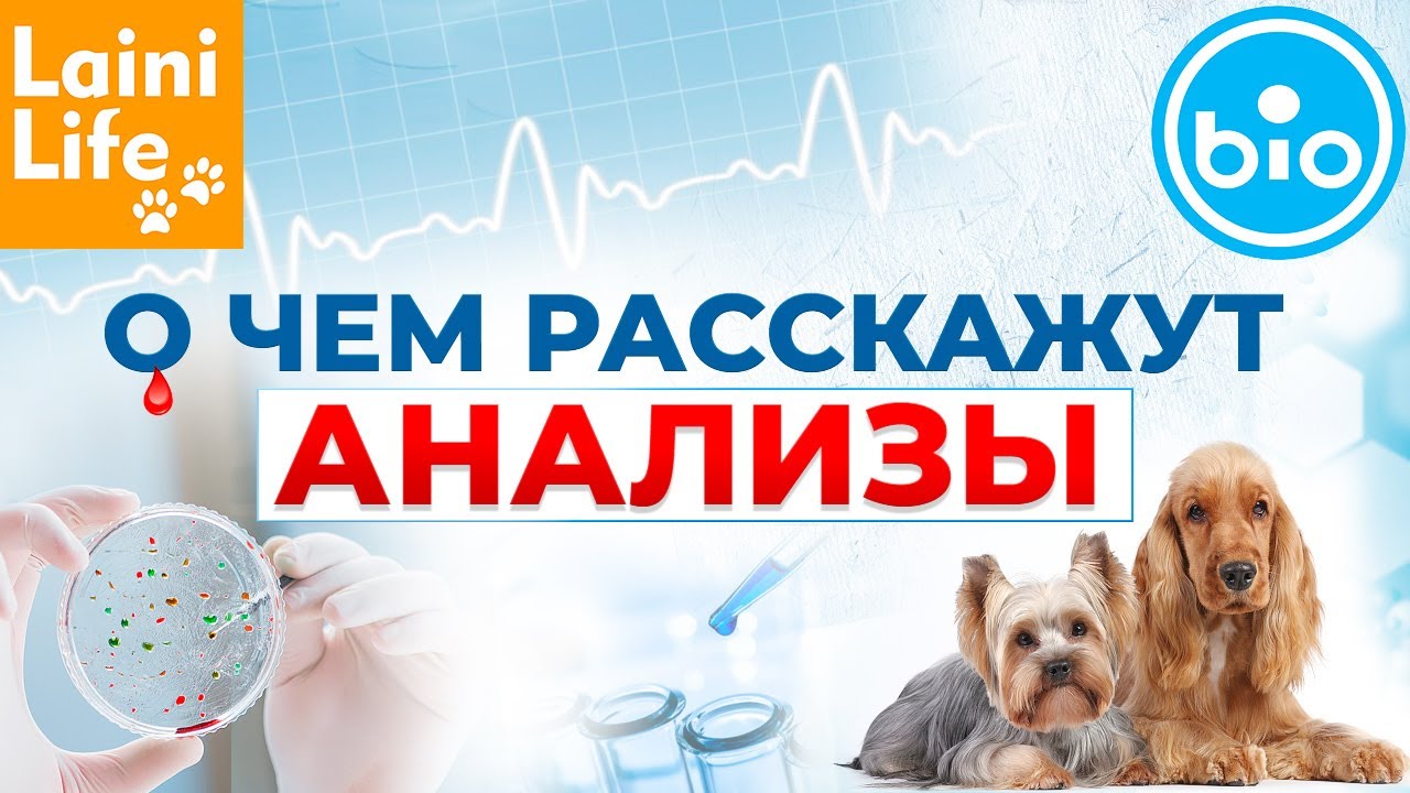 О чем расскажут анализы питомцев.