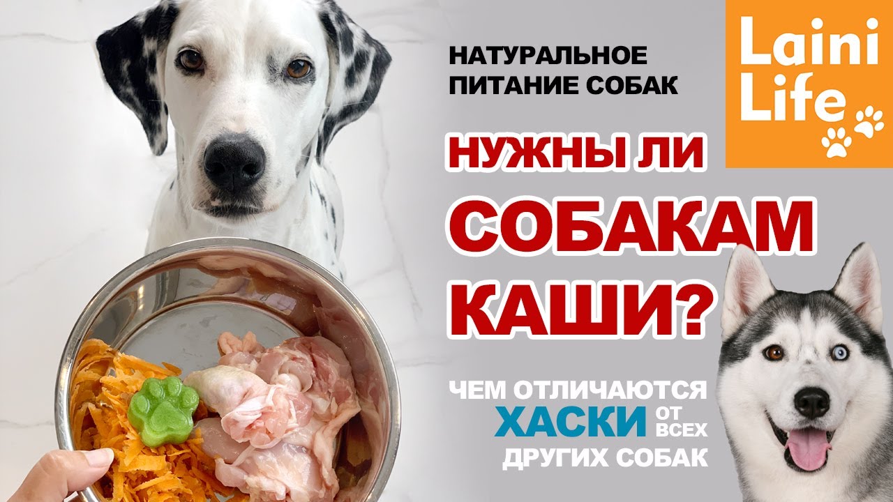 Углеводы в рационе собак