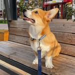 @corgi_balti
