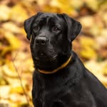 @loki_lab23