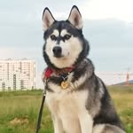 @husky_alma_anapa